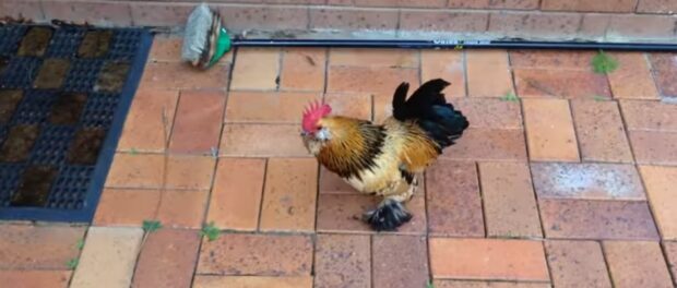 que significa que llegue un gallo a tu casa