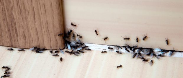 remedios caseros para las hormigas