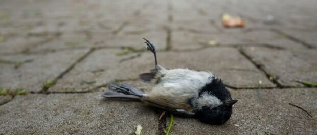 que significa ver pajaros muertos