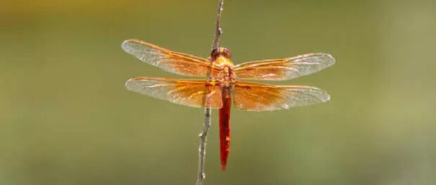 libélula significado colores