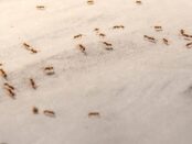 hormigas en la cama significado espiritual