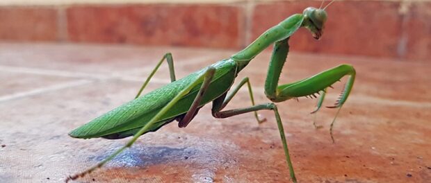 que significa mantis religiosa en casa