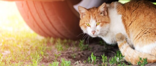 atropellar un gato significado espiritual