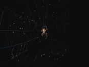 que significa ver una araña en la noche