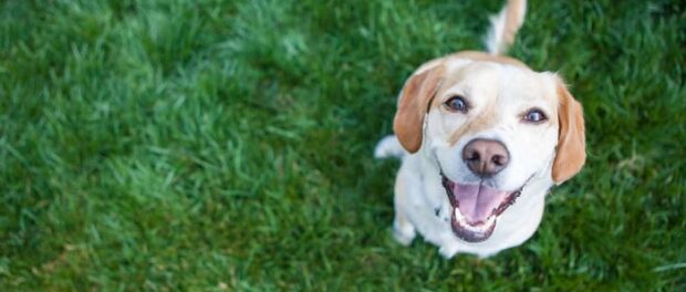 un perro me orino que significa espiritualmente