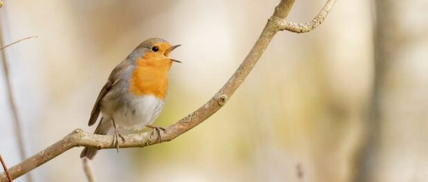 canto de aves significado espiritual