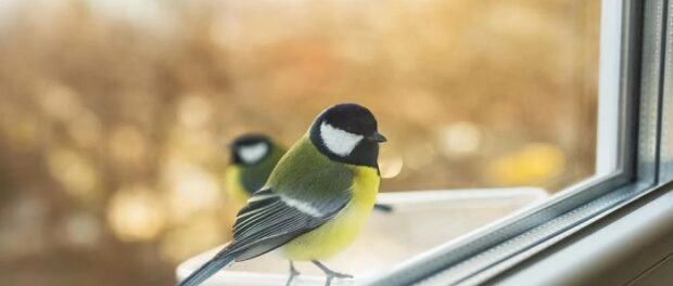 que significa que un pajaro toque tu ventana